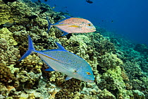 Bluefin trevally (Caranx melampygus), two above coral reef. Hawaii.