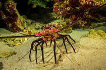 Banded spiny lobster (Panulirus marginatus) on sea floor. Endemic species. Kauai, Hawaii.