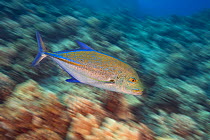 Bluefin trevally (Caranx melampygus) swimming over coral reef, motion blurred image. Hawaii.