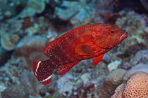 Flagtai / V-taill grouper (Cephalopholis urodeta) in coral reef. Yap, Micronesia.