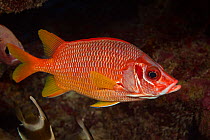 Longjaw squirrelfish (Sargocentron spiniferum), Yap, Micronesia.