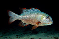 Bigeye emperor (Monotaxis grandoculis) foraging over sand at night, Hawaii.