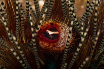 Sea urchin crab (Echinoecus pentagonus), female inside Common banded urchin (Echinothrix calamaris) rectum. Hawaii.