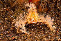 Decorator crab (Cyclocoeloma tuberculata) covered with Hydroids (Hydrozoa) to ward off predators. Off Rinca Island and Komodo Island, Indonesia.