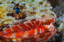 Orangemouth lizardfish (Saurida flamma), close up of head. Hawaii.