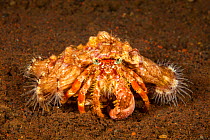 Hermit crab (Dardanus pedunculatus) with Sea anemones (Calliactis polypus) for protection. Tulamben, Bali, Indonesia.
