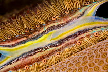 Coral-boring scallop (Pedum spondyloideum) with colourful mantle. Yap, Micronesia.
