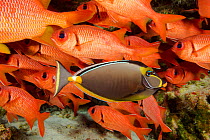 Orangespine unicornfish (Naso lituratus), female amongst Bigscale soldierfish (Myripristis berndti) school, Hawaii.