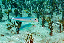 Flagtail tilefish / Quakerfish (Malacanthus brevirostris), two swimming near sea floor. Maui, Hawaii.