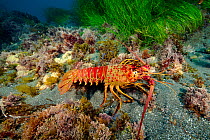 California spiny lobster (Panulirus interruptus) on sea floor. Santa Barbara Island, California, USA.