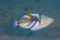 Picasso triggerfish (Rhinecanthus aculeatus). Maui, Hawaii.