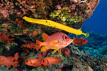 Trumpetfish (Aulostomus chinensis) and Longjaw squirrelfish (Sargocentron spiniferum) with school of Bigscale soldierfish (Myripristis berndti) behind. Coral reef, Maui, Hawaii.