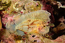 Leaf scorpionfish (Taenianotus triacanthus) camouflaged in reef. Kauai, Hawaii.