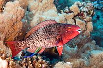 Hawaiian cleaner wrasse (Labroides phthirophagus) cleaning Redlip parrotfish (Scarus rubroviolaceus) in coral reef. Kauai, Hawaii.