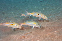 Yellowstripe goatfish (Mulloidichthys flavolineatus), three foraging in sand for prey. Hawaii.