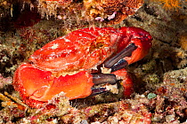 Splendid round crab (Etisus splendidus) holding pieces of coral that it has broken off with its lobed claws. Philippines.