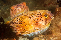 Longspined / Freckled porcupinefish (Diodon holocanthus), two. Philippines.