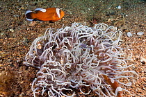 Saddleback clownfish / Yellowfin anemonefish (Amphiprion polymnus), female, breeding male and non-breeding males with host Leathery anemone (Heteractis crispa). Philippines.