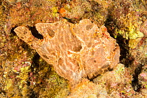 Commerson&#39;s frogfish (Antennarius commerson) camouflaged against surroundings. Hawaii.