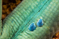 Sea snail (Thyca crystallina), two growing on host Blue sea star (Linckia laevigata). Philippines.