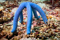 Blue sea star (Linckia laevigata) perching as high as it can while spawning into current. Puerto Galera, Philippines.