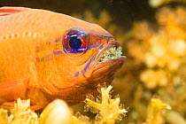 Ring-tailed cardinalfish (Ostorhinchus aureus), male protecting and incubating eggs in mouth, Philippines.