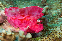 Leaf scorpionfish / Paperfish (Taenianotus triacanthus) in coral reef. Yap, Micronesia.