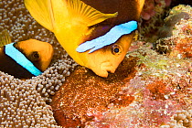 Clark&#39;s anemonefish (Amphiprion clarkii), pair tending to egg mass placed beside the protection of an anemone. Yap, Micronesia.
