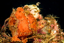 Painted frogfish (Antennarius pictus) with first dorsal spine and lure extended to attract prey. Dumaguete, Philippines.
