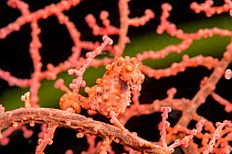 Bargibant&#39;s pygmy seahorse (Hippocampus bargibanti) camouflaged in coral, Philippines.