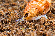 Triton sea snail (Colubraria sp) eye to eye with Skeleton shrimp (Caprellidae sp) on sandy sea floor, close-up. Dumaguete, Philippines, Asia.