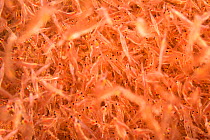 Mysid shrimp (Mysida sp), many feeding on plankton attracted to light. Philippines.