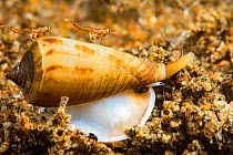Cone shell (Conus sp) gliding across sand at night with two Mysid shrimps (Mysida sp) hitching a ride. Dumaguete, Philippines.
