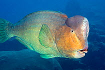 Bumphead parrotfish (Bolbometopon muricatum), Yap, Micronesia.