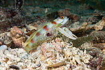 Steinitz&#39; prawn / shrimp goby (Amblyeleotris steinitzi) and Alpheid worker shrimp (Alpheus sp) side by side. Mutualism occurs between the two species, the blind shrimp maintaining the shared burro...