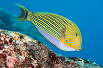 Striped surgeonfish (Acanthurus lineatus). Yap, Micronesia.