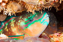 Chameleon parrotfish (Scarus chameleon), portrait at night. Sleeping in a mucus bubble secreted from large glands in gill cavity to protect fish from parasites. Fiji.