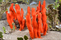 Red encrusting sponge (Clathria sp) on calcium carbonate-producing Seaweed / Green algae (Halimeda kanaloana). Hawaii.