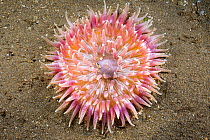 Sand anemone (Heteractis malu) at night. Hawaii.