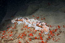 Sea cucumber (Holothuria pervicax) at night with Red boring sponge (Hamigera sp) in foreground. Hawaii.