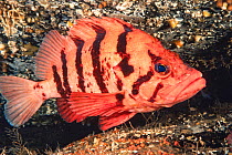Tiger rockfish (Sebastes nigrocinctus). British Columbia, Canada.