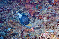 Titan / Giant triggerfish (Balistoides viridescens) eating Parrotfish (Scaridae) while five orange-lined triggerfish (Balistapus undulatus) watch. Philippines.