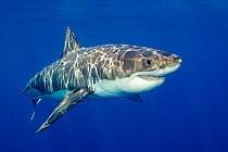Great white shark (Carcharodon carcharias), Guadalupe Island, Mexico.