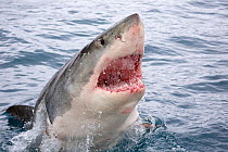 Great white shark (Carcharodon carcharias) breaking surface with mouth open. Guadalupe Island, Mexico.