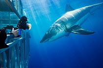 Divers in cages photographing Great white shark (Carcharodon carcharias). Guadalupe Island, Mexico.