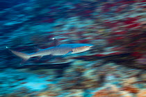 Whitetip reef shark (Triaenodon obesus), motion blurred image. Hawaii.