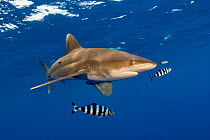 Oceanic whitetip shark (Carcharhinus longimanus) with Pilot fish (Naucrates ductor) and Remora (Echeneididae). In open ocean several miles off The Big Island / Hawaii, Hawaii.