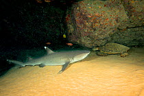 Whitetip reef shark (Triaenodon obesus) and Green sea turtle (Chelonia mydas) looking at one another in underwater cavern. Maui, Hawaii.