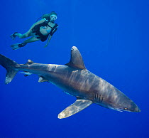 Oceanic whitetip shark (Carcharhinus longimanus) with diver observing in background. Hawaii. May 2008. Model released.