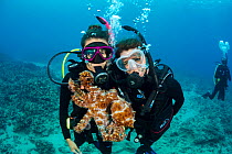 Divers looking at Day octopus (Octopus cyanea). Hawaii. October 2017. Model released.